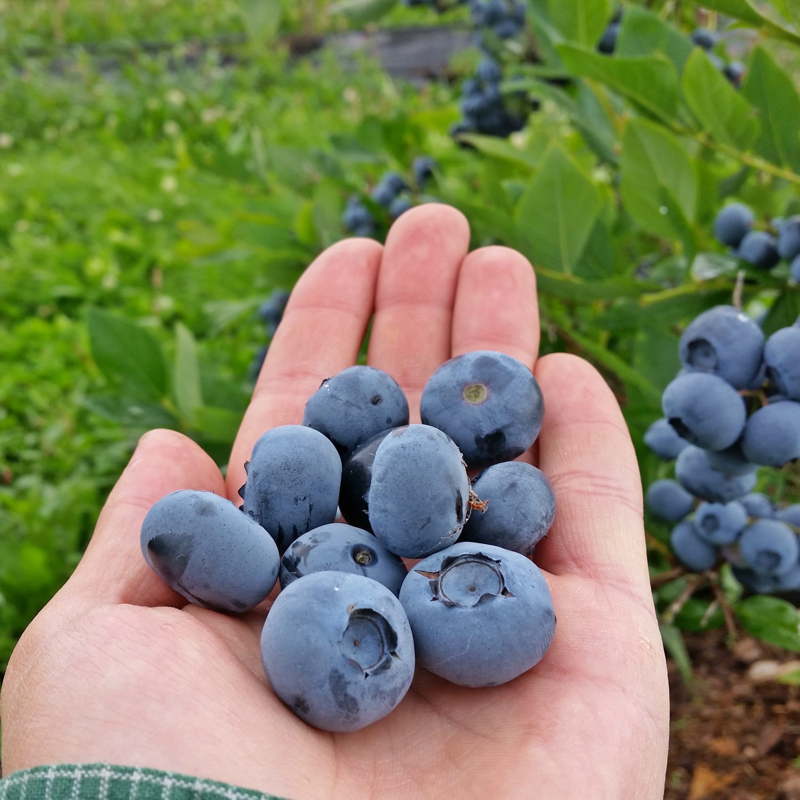 Świeżo zebrane borówki amerykańskie premium – producent Almiro Green Farm